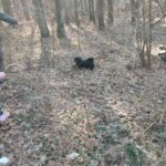 Grupa dzieci na wycieczce do lasu podczas spotkania z Panem Czesławem Tyrolem